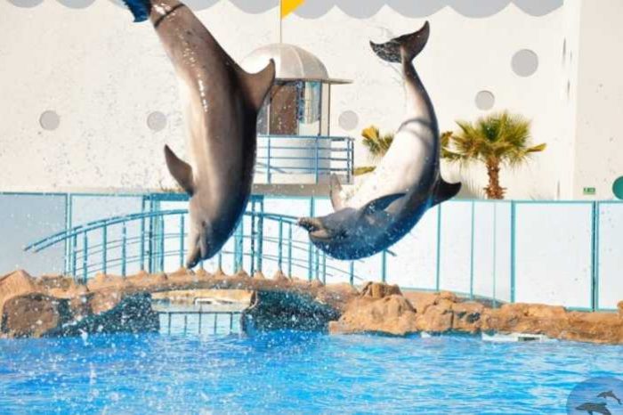 Lo spettacolo dei delfini a Sharm El Sheikh